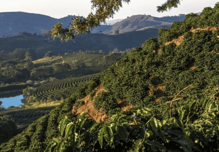 Peak Severe Drought in Minas Gerais during the Coffee Growing Season? card icon