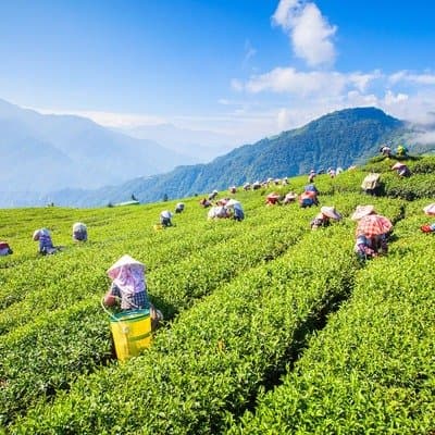 Nantou County Magistrate Election Winner - image